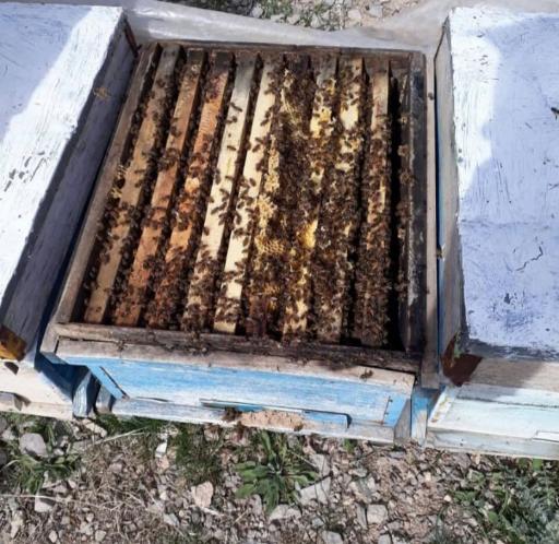 عکس عسل مروارید ارگانیک