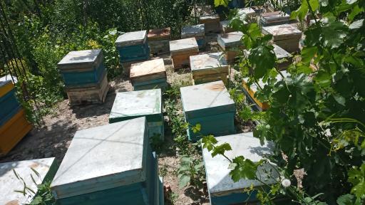 عکس عسل مروارید ارگانیک