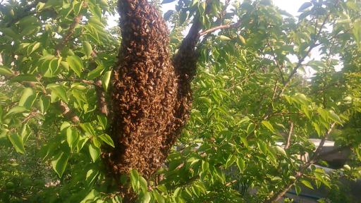 عکس عسل مروارید ارگانیک