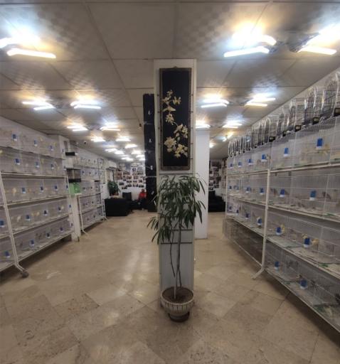 عکس بورس قناری تهران