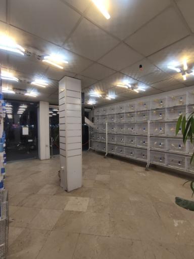 عکس بورس قناری تهران