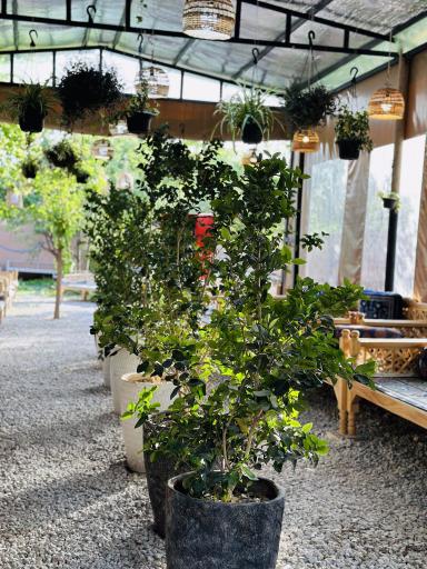 عکس باغ رستوران الهیه 