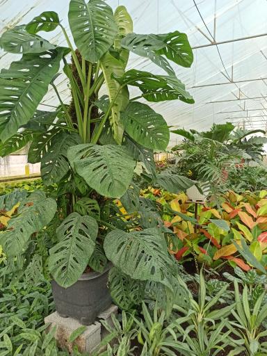 عکس گلکده یاس