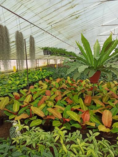 عکس گلکده یاس