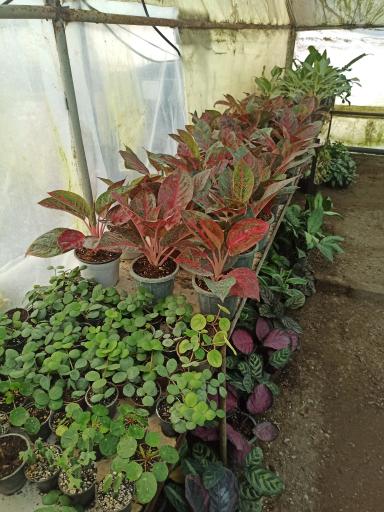 عکس گلکده یاس