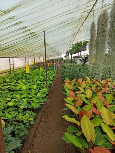 عکس گلکده یاس