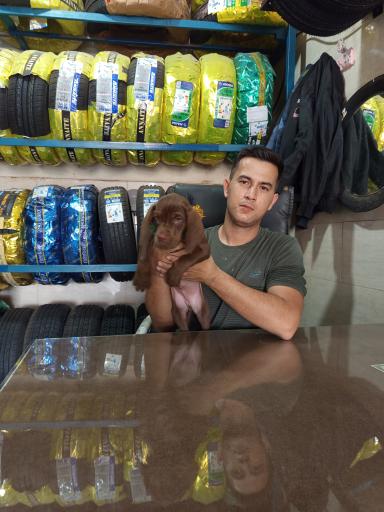 لاستیک فروشی بهنام