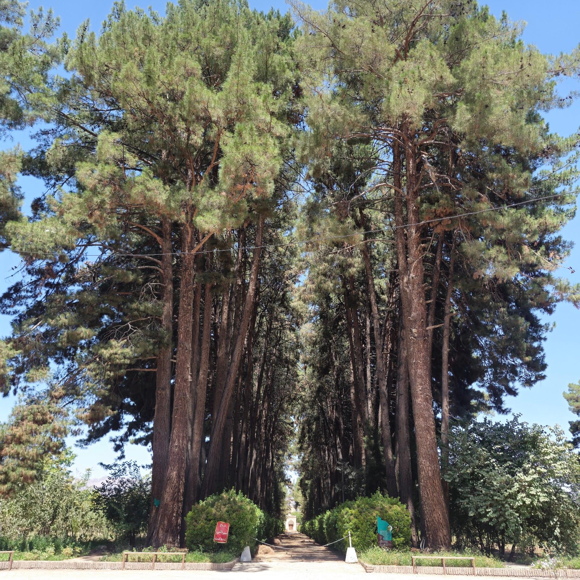 عکس باغ و عمارت جهانی اکبریه