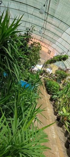 گلخانه بامبو