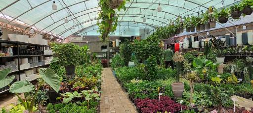 گلخانه بامبو