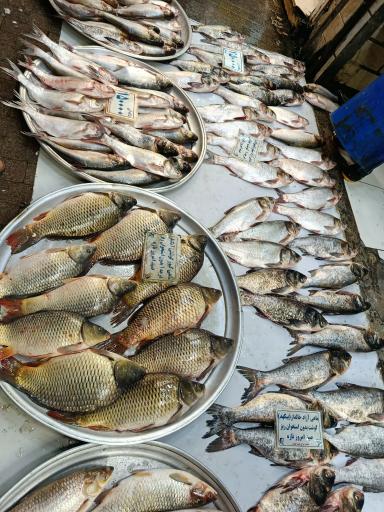 عکس راسته ماهی فروشان