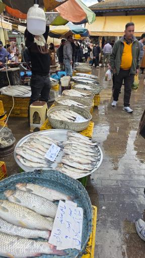 عکس راسته ماهی فروشان