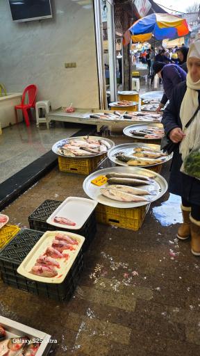 عکس راسته ماهی فروشان