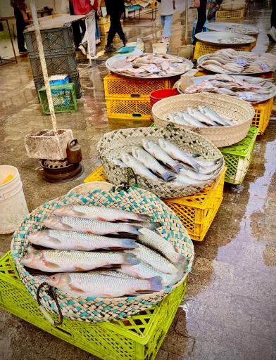 عکس راسته ماهی فروشان