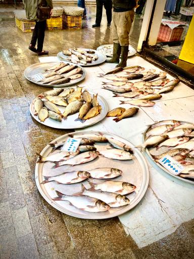 عکس راسته ماهی فروشان