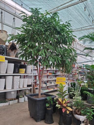 عکس گلسرای ابریشم