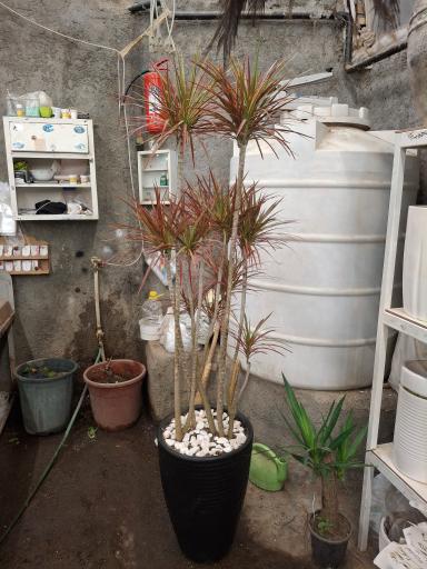 عکس گلسرای ابریشم