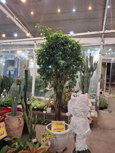 عکس گلسرای ابریشم