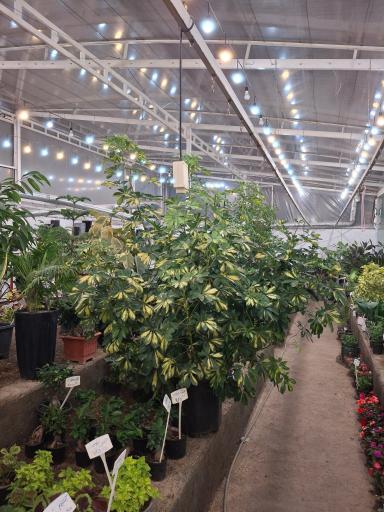 عکس گلسرای ابریشم