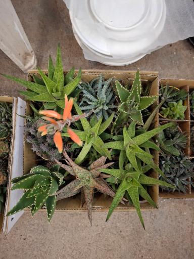 عکس گلسرای ابریشم