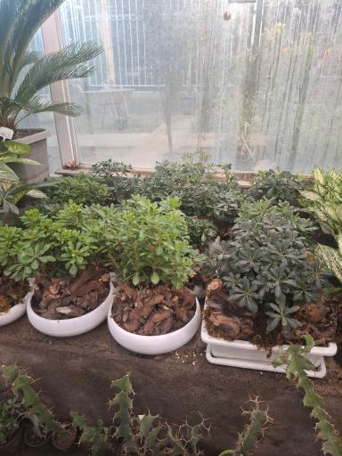 عکس گلسرای ابریشم