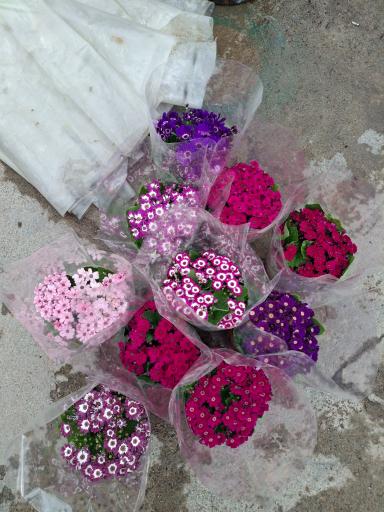 عکس گلسرای ابریشم