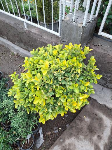 عکس گلسرای ابریشم
