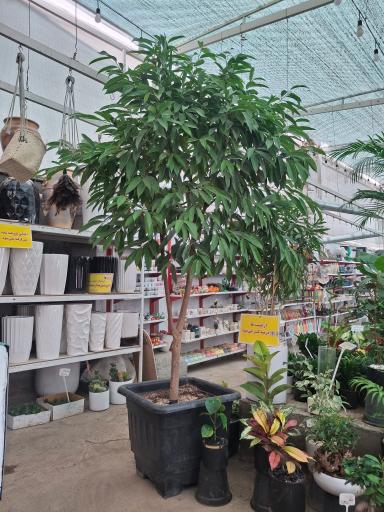 عکس گلسرای ابریشم