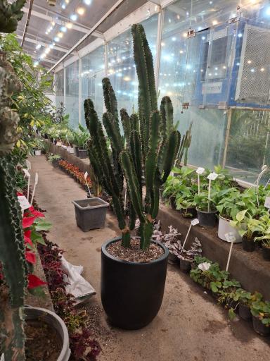 عکس گلسرای ابریشم