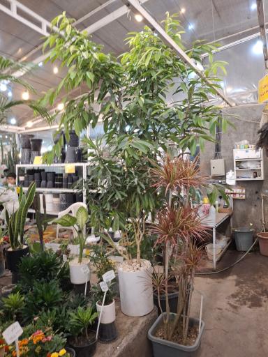عکس گلسرای ابریشم