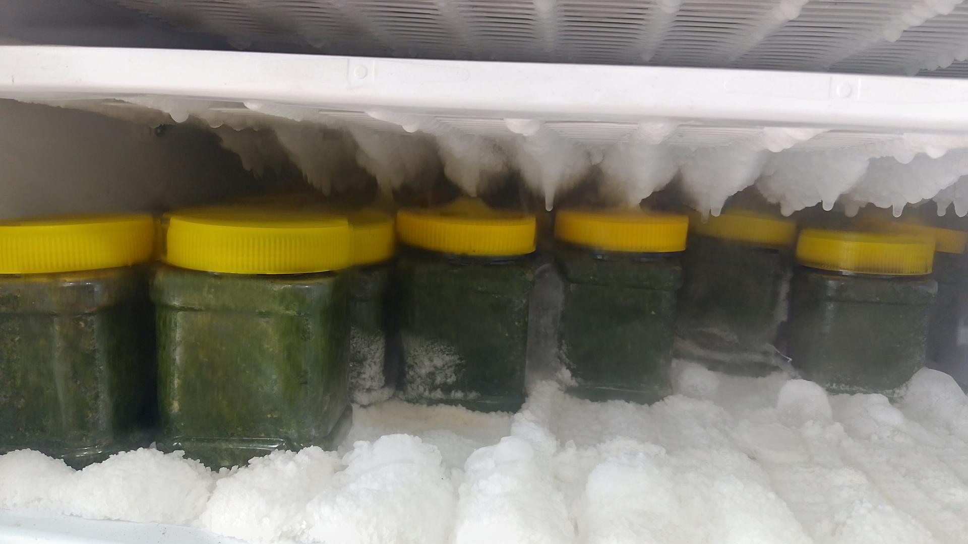 عکس لبنیات محلی سیوجی