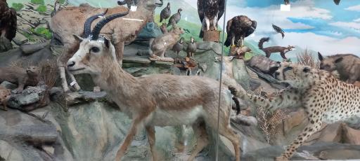 عکس موزه تاریخ طبیعی زنجان