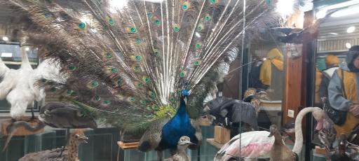 عکس موزه تاریخ طبیعی زنجان