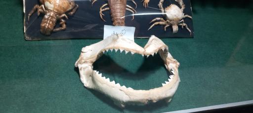 عکس موزه تاریخ طبیعی زنجان