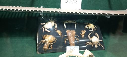 عکس موزه تاریخ طبیعی زنجان