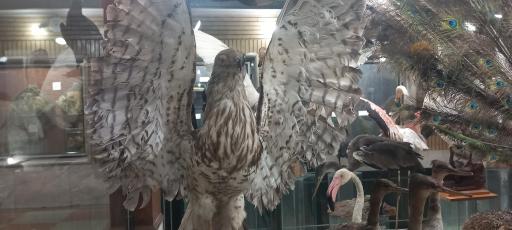 عکس موزه تاریخ طبیعی زنجان