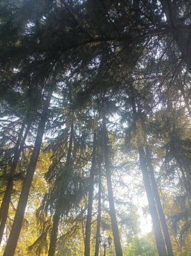 عکس بوستان باغ محتشم (پارک شهر)