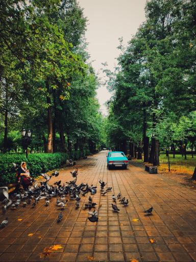 عکس بوستان باغ محتشم (پارک شهر)