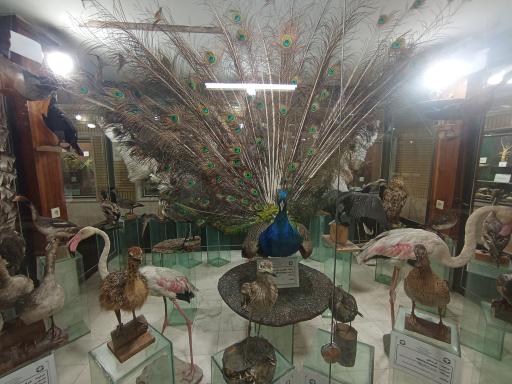 عکس موزه تاریخ طبیعی زنجان