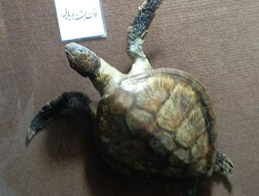 عکس موزه تاریخ طبیعی زنجان