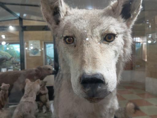 عکس موزه تاریخ طبیعی زنجان