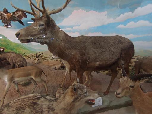 عکس موزه تاریخ طبیعی زنجان