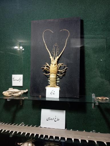 عکس موزه تاریخ طبیعی زنجان