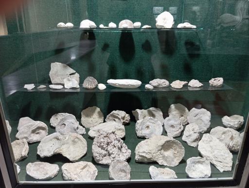 عکس موزه تاریخ طبیعی زنجان