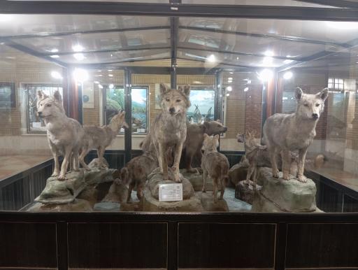 عکس موزه تاریخ طبیعی زنجان