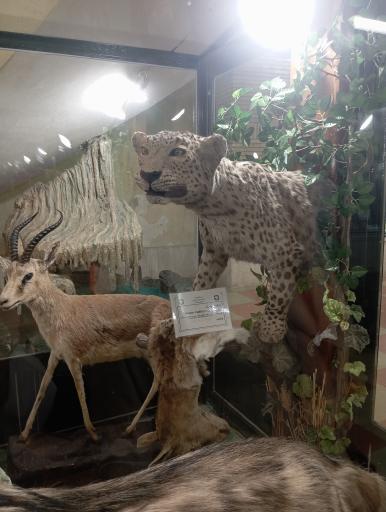 عکس موزه تاریخ طبیعی زنجان