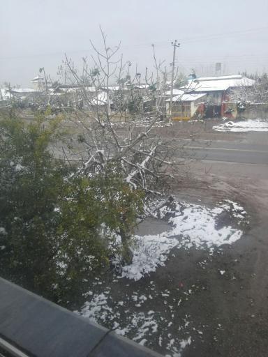 عکس موزی گله