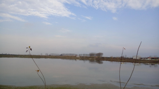 عکس موزی گله