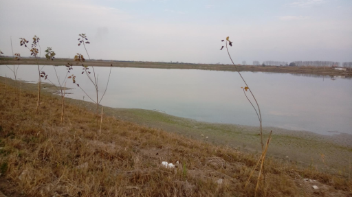 عکس موزی گله