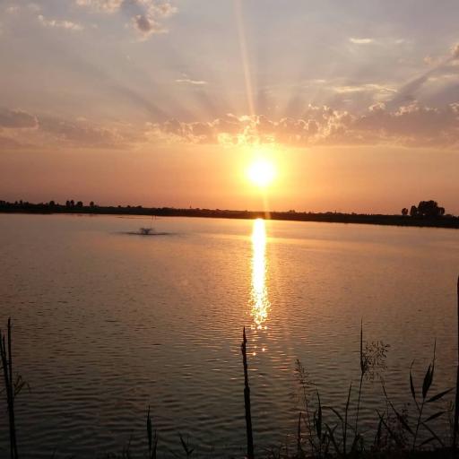 عکس موزی گله